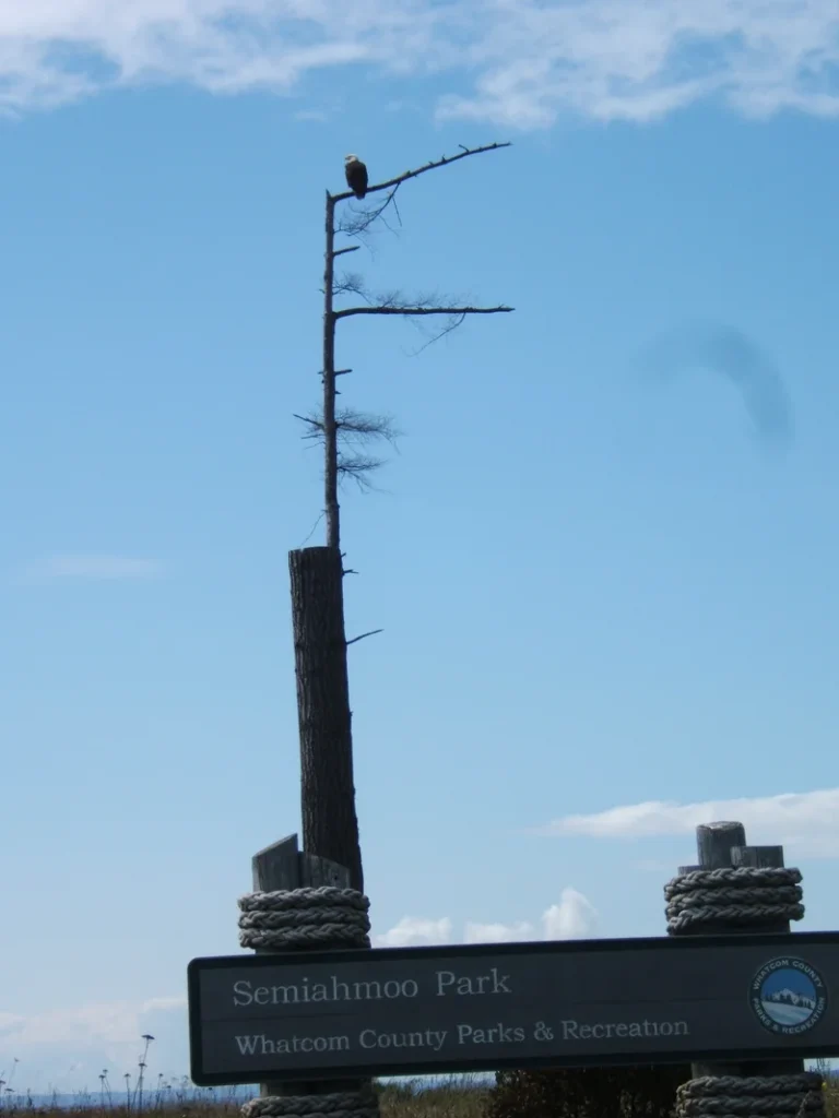 Eagle in tree