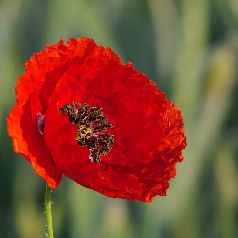 Remembrance Day Reflection - Grace Fox