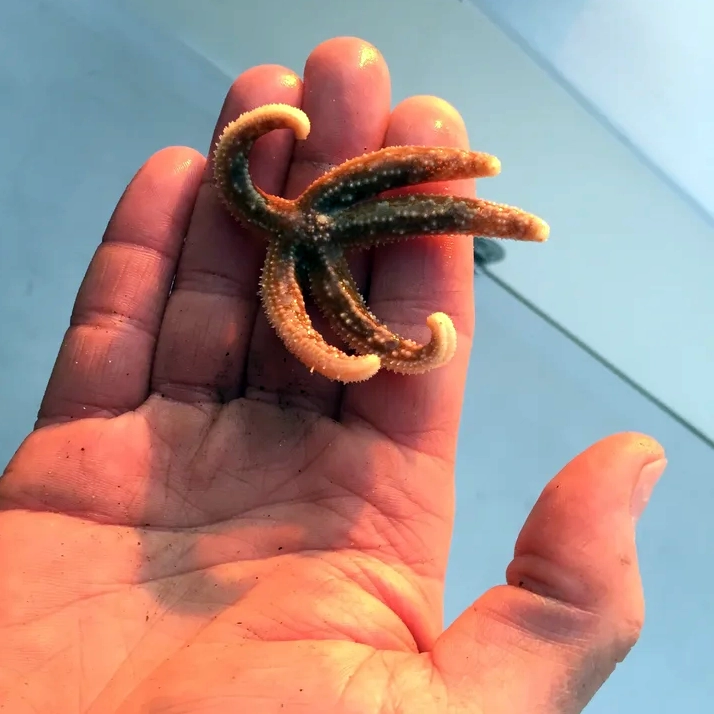 Lessons Learned from a Starfish - Grace Fox