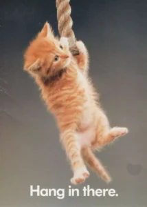 Kitten on rope - Hang in there